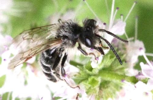 Réf. 333 293 : Andrena sp.